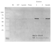 Halo Tag, derived from DhaA of Rhodococcus rhodochrous in the group Tag Antibodies / Halo/HSV/KT3/Strep at Agrisera AB (Antibodies for research) (AS21 4605)